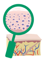 Vista ampliada de las células normales de la piel